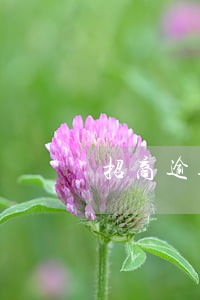 招商逾期30天被冻结 招商逾期30天被冻结