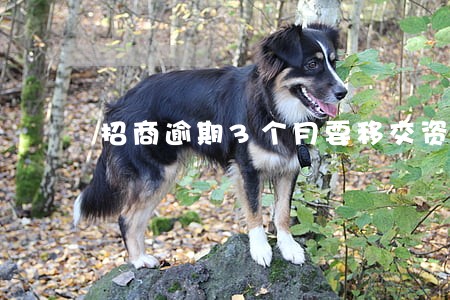 招商逾期3个月要移交资料了 招商逾期3个月要移交资料了