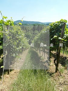 招商逾期4万第四个月 招商逾期4万第四个月