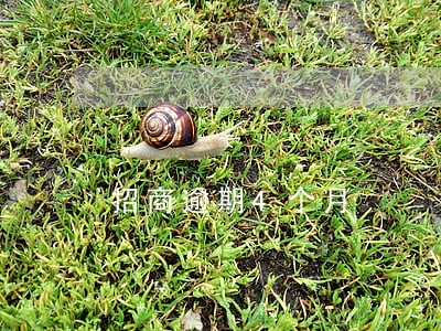 招商逾期4个月 招商逾期4个月