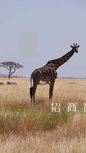 招商逾期4个月还能 招商逾期4个月还能