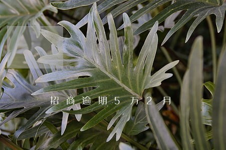 招商逾期5万2月 招商逾期5万2月