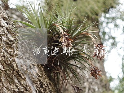 招商逾期5个月被停卡