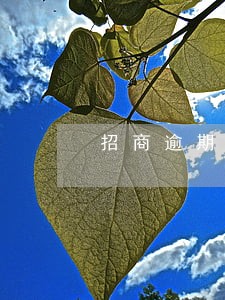 招商逾期6万怎么办 招商逾期6万怎么办