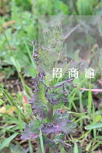 招商逾期6次额度无法调整 招商逾期6次额度无法调整