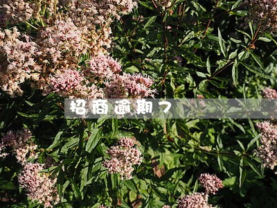 招商逾期7 招商逾期7