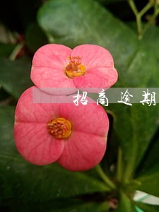 招商逾期一万6个月会立案吗