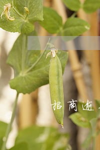 招商逾期一周还能办信用卡吗 招商逾期一周还能办信用卡吗