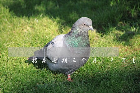 招商逾期三个月12万怎么办 招商逾期三个月12万怎么办