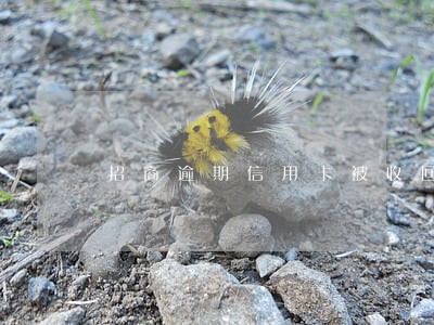 招商逾期信用卡被收回还能再办吗 招商逾期信用卡被收回还能再办吗