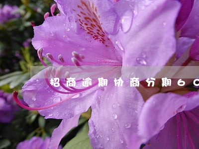 招商逾期协商分期60期吗 招商逾期协商分期60期吗