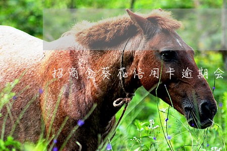 招商金葵花信用卡逾期会怎么样 招商金葵花信用卡逾期会怎么样