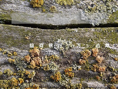 招商银行2万5逾期