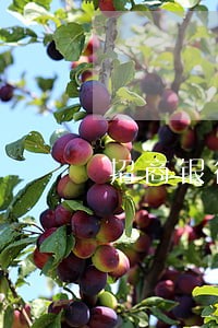 招商银行3000逾期4个月