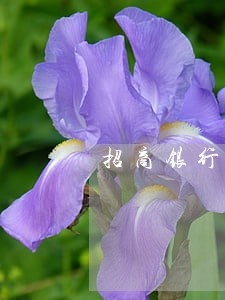 招商银行e招贷逾期10万 招商银行e招贷逾期10万