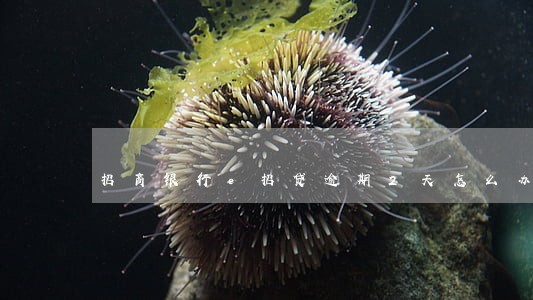 招商银行e招贷逾期2天怎么办 招商银行e招贷逾期2天怎么办