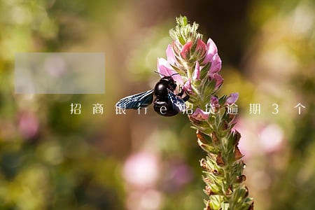 招商银行e招贷逾期3个月 招商银行e招贷逾期3个月
