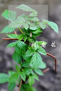 招商银行信用卡e招贷逾期6