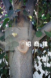 招商银行信用卡五千逾期一年 招商银行信用卡五千逾期一年