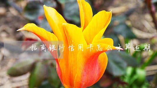 招商银行信用卡怎么才算逾期 招商银行信用卡怎么才算逾期