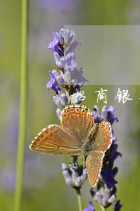 招商银行信用卡打电话逾期了 招商银行信用卡打电话逾期了