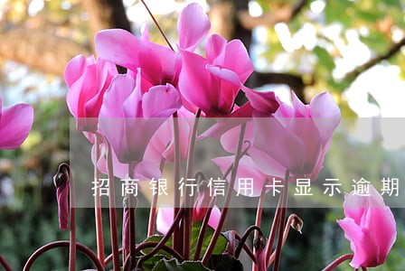 招商银行信用卡显示逾期款 招商银行信用卡显示逾期款