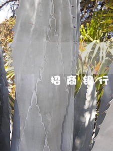 招商银行信用卡查逾期 招商银行信用卡查逾期