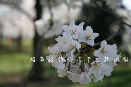 招商银行信用卡欠款逾期5万 招商银行信用卡欠款逾期5万
