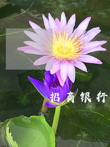 招商银行信用卡的逾期还能用吗 招商银行信用卡的逾期还能用吗