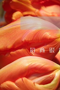 招商银行信用卡还款日逾期还款