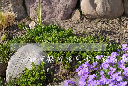 招商银行信用卡连续逾期两次