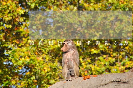 招商银行信用卡逾期3万半