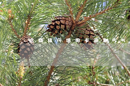 招商银行信用卡逾期55天 招商银行信用卡逾期55天