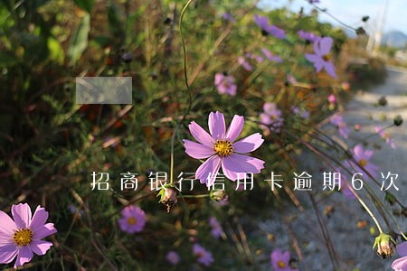 招商银行信用卡逾期6次 招商银行信用卡逾期6次
