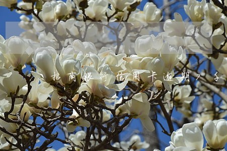招商银行信用卡逾期7千 招商银行信用卡逾期7千