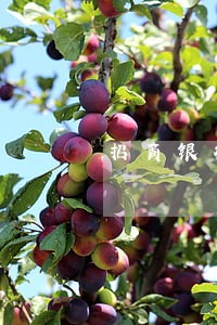 招商银行信用卡逾期一周征信
