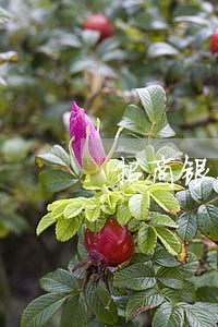 招商银行信用卡逾期三个月还款