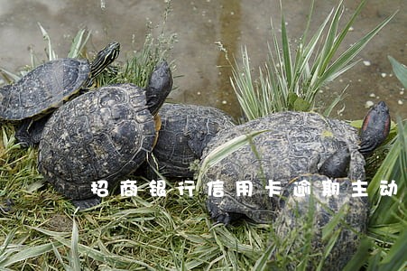 招商银行信用卡逾期主动联系银行 招商银行信用卡逾期主动联系银行