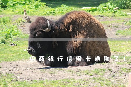 招商银行信用卡逾期了1万块钱 招商银行信用卡逾期了1万块钱