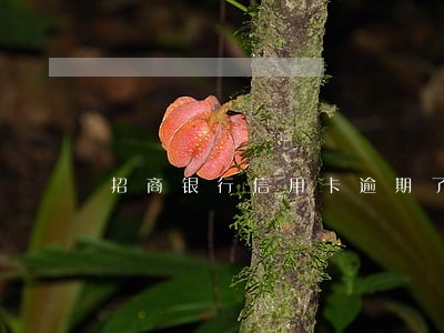 招商银行信用卡逾期了2个月 招商银行信用卡逾期了2个月