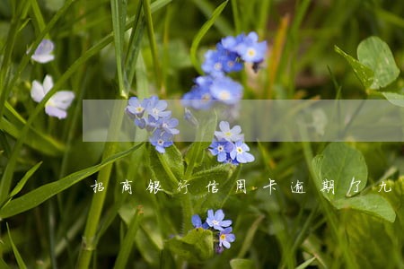 招商银行信用卡逾期了九天 招商银行信用卡逾期了九天