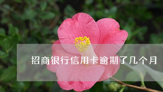 招商银行信用卡逾期了几个月 招商银行信用卡逾期了几个月
