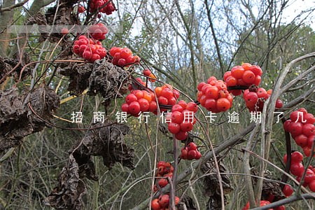 招商银行信用卡逾期了几天没事 招商银行信用卡逾期了几天没事