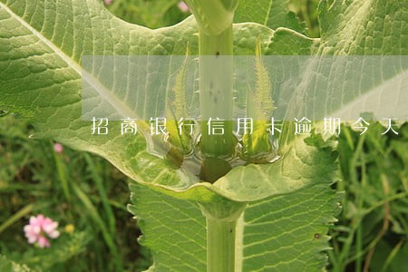 招商银行信用卡逾期今天上门了 招商银行信用卡逾期今天上门了