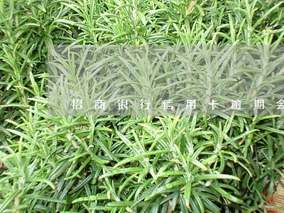 招商银行信用卡逾期会不会坐牢