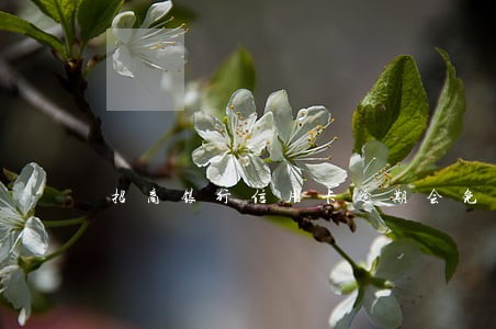 招商银行信用卡逾期会免利息吗
