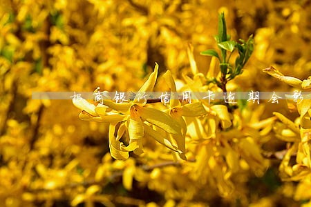 招商银行信用卡逾期会影响记录吗 招商银行信用卡逾期会影响记录吗