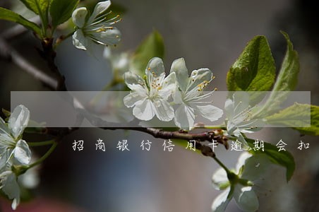 招商银行信用卡逾期会扣工资卡吗