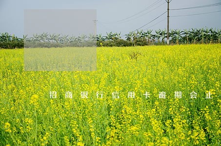招商银行信用卡逾期会止付吗 招商银行信用卡逾期会止付吗