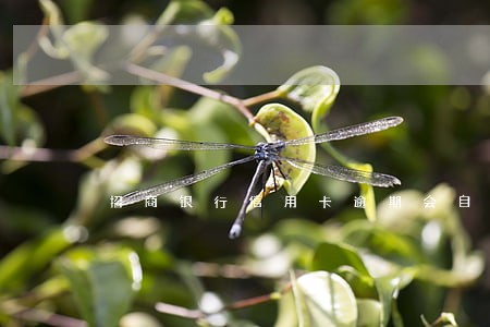 招商银行信用卡逾期会自动扣吗 招商银行信用卡逾期会自动扣吗